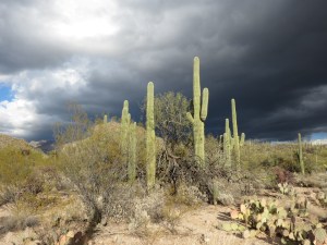 Sabino Canyon sunset
