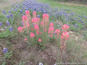 Texas wildflowers