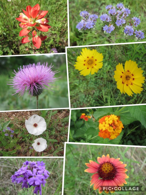 Texas wildflowers 1