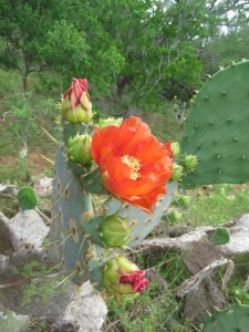 Flowering orange cactus