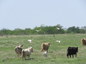 Cows and cattle egrets