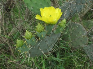 Flowering yellow cactus