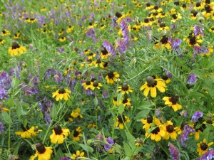 Roadside wildflower mix