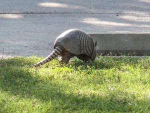 Armadillo