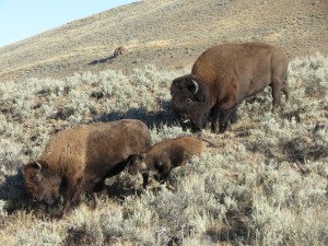 Yellowstone Bison