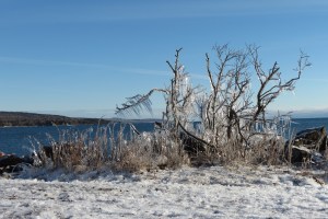 Icy bushes Grand Marais