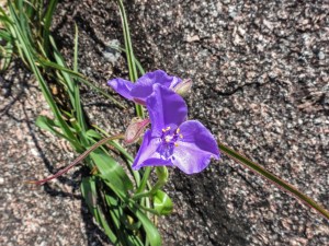 Wildflowers growing in crevasse in Enchanted Rock