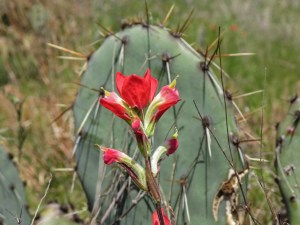 Wildflowers at Enchanted Rock 2