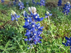 Texas bluebonnets 1