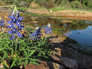 Texas bluebonnets Willow City Loop 1