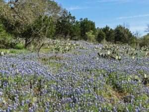 Texas bluebonnets Willow City Loop 3