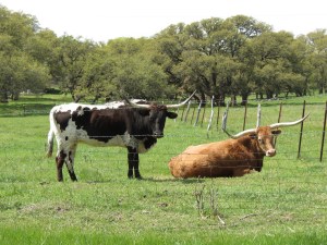 Texas longhorn