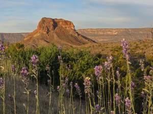 Big Bend Bluebonnets