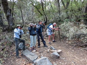 Birders photographing Elegant Trogon