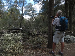 Rich photographing Elegant Trogon