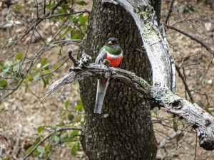 Elegant Trogon 1