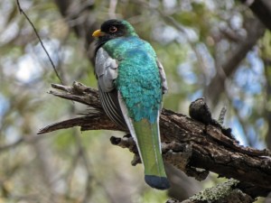 Elegant Trogon 2