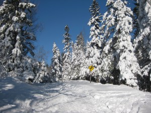 Blizzard XC skiing 1