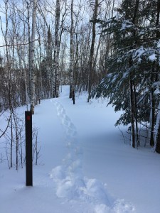Blizzard snowshoeing 3