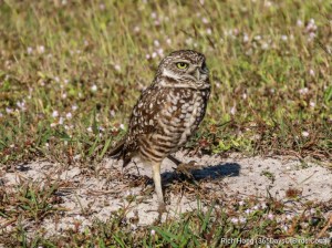 Burrowing Owl