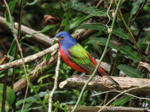 Painted Bunting