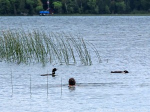 Molly swimming with loons 2
