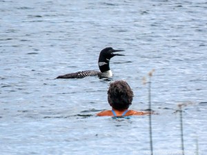 Molly swimming with loons 1