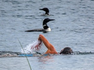 Molly swimming with loons 3