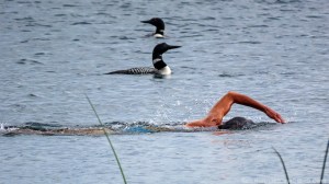 Molly swimming with loons 4