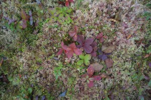 Magnetic Rock Trail 2