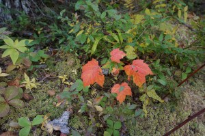 Magnetic Rock Trail 3