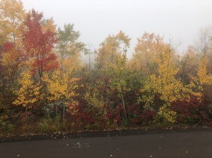 Hawk Ridge colors in fog