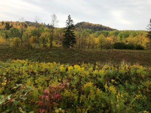 Munger Trail colors 2