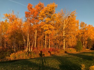 Morning fall colors on the shore