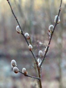 Spring buds
